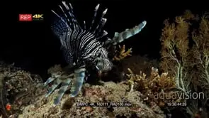 Close up face on shot at night of a lionfish hunting and mouthing