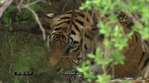 Tigress laying down under a tree, looking around, MCU, ZOOM in. CU of face