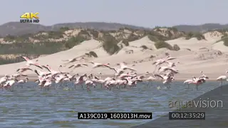 SCENIC A flock of lesser flamingos landing and walking in water then after a while they.