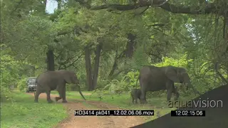 African elephants with juvenile calf grazing walking across dirt road mini-bus vehicle in.