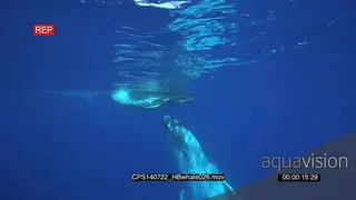 Humpback Whale and young calf swimming and floating underwater in deep blue ocean UW HAND