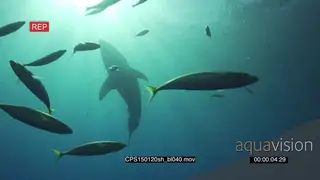 Great White Shark swimming underwater in ocean with sun shinning through UW VERT PAN