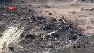 Endangered Tiger carcass burnt after being poached
