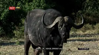 Cape Buffalo looking towards the camera while feeding and walks off
