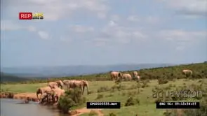 African Elephant Herd Drinking water at the River, Some are Grazing in the Background