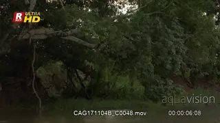 Jaguar on a branch stalking Capybara in the river
