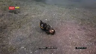 Tracking shot of a Pfeffer's flamboyant cuttlefish.