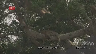 Leopard sleeping on tree LA LWS