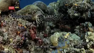 A hawksbill turtle, Eretmochelys imbricata rests on a coral block while it chews its food.