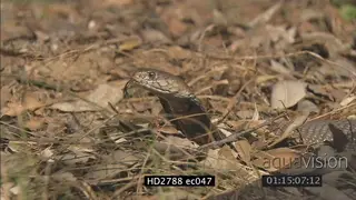 Mozambique Spitting Cobra laying on bushveld being aggressive MS
