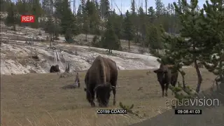 A herd of American Bison standing and grazing GENERAL BEHAVIOUR