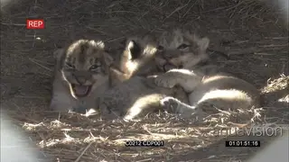 New born Lion cubs Sitting in den Looking towards the camera calling with one walking…
