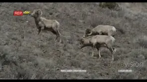 Bighorn Sheep standing grazing and walking on prairie LS PAN