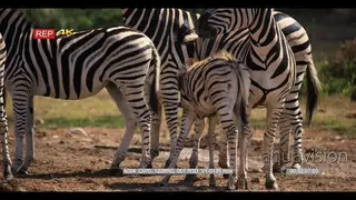 Zebra herd with a foal suckling from mother