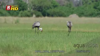 Two Wattled Crane back view, walking, looking around.