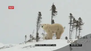 Polar bear mother scouting around sitting down covering cubs cuddling suckling…