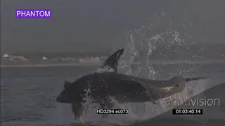 SLOW MOTION Great White Shark breach catch seal decoy MS