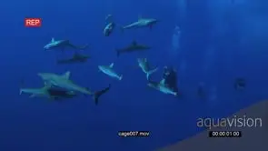Divers filming and taking pictures of school of Grey Reef Sharks swimming around bait.