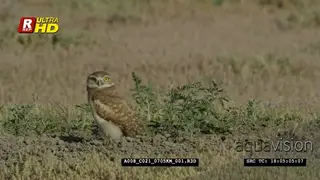 Burrowing owl standing, looking around, foraging while guarding territory during daytime.