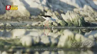 Black-winged Stilt walking inside water, feeding on the aquatic insects and searching.