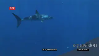 Mako Shark swimming around underwater in ocean UW