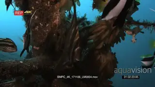 CU of a juvenile longfin batfish, platax and school of longfin bannerfish also known as.