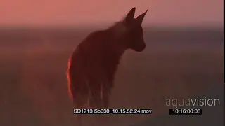 Pan between Big orange sunset and Brown hyena standing looking around