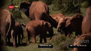 African Elephant Herd with Calfs Grazing and Playing on the Savannah