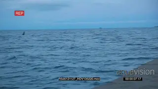 A pod of Killer Orca whales Hunting XWS HAND AmCam