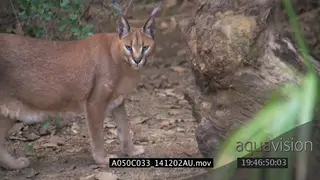 Caracals scouting around hunting patrolling area SLOWMO