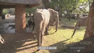 African elephant face zoom out to herd grazing in Mfuwe lodge courtyard 1 elephant.