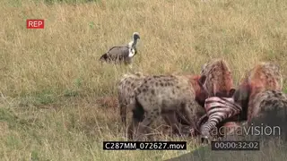 Spotted hyenas clan feeding on a zebra and a white backed vulture standing and looking…