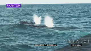 Humpback Whales Blowing. A sound made when expelling air through the blowhole.