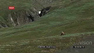 Musk Ox on Greenland tundra Green XWS