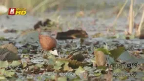 African Jacanas sanding on lily flowers, walking, foraging and feeding on aquatic insects.