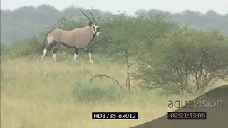 Lioness stalking Blue Wildebeest but is seen, then stalks Gemsbok but is also seen.