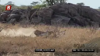 Cheetah chasing and taking down a a Grant's Gazelle, midday on a brown grassland.