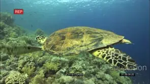 Hawksbill Turtle feeding on corals on reef