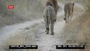 African Lion male following Lioness up dirt road MWS ZOOM FOCUS PULL MS
