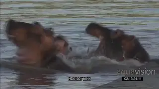 Hippo pod social behaviour calfs play fight as bulls face off mock charge dung scatter.