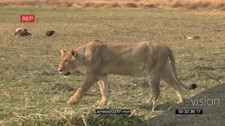 Lioness walking across open savannah WS PAN