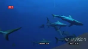 School of Grey Reef Sharks swimming around bait underwater in ocean LA LWS PAN HAND