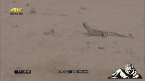 Rock monitor hunting and looking around the field DRY LS