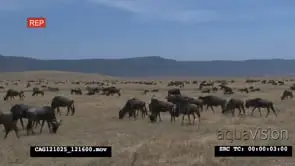 Blue Wildebeest herd standing walking and grazing on grass plain XWS HAND