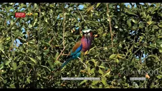 Lilac Breasted roller bird grooming on top of the tree GOOD LIGHT