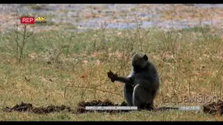 Monkey eating from elephant dung