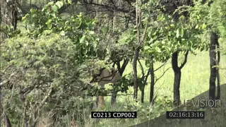 Lioness stalking hunting in woodland MS