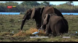 Three elephant grazing at the water edge with birds all around them catching insects
