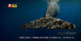 Close up shot of an adult sperm whale swaying in the sea as it swims away.