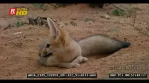 Juvenile cape fox sitting on the ground nervously jumping from its seated position